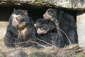 spectacled-bear-857433_960_720